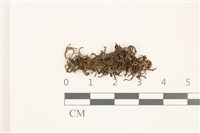 鰓葉苔藏品圖，第1張