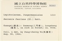 厚角鞭苔藏品圖，第2張