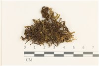 厚角鞭苔藏品圖，第1張