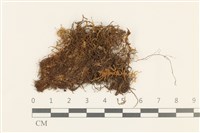 三齒鞭苔藏品圖，第1張