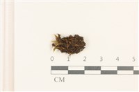 Accession Number:B00002709 Collection Image, Figure 1, Total 2 Figures