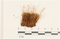 登錄號:B00002729藏品圖，第1張