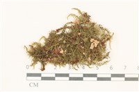 登錄號:B00002741藏品圖，第1張