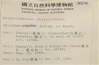 卷葉仙鶴蘚藏品圖，第2張