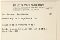 卷葉叢本蘚藏品圖，第2張