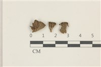 扭葉叢本蘚藏品圖，第1張