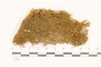 扭葉叢本蘚藏品圖，第1張