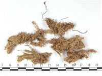 銳葉泥炭蘚藏品圖，第3張