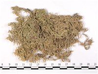 船葉泥炭蘚藏品圖，第1張