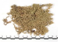 船葉泥炭蘚藏品圖，第3張
