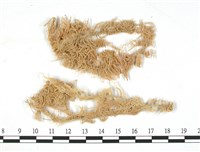 暖地泥炭蘚藏品圖，第3張