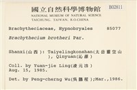 勃氏青蘚藏品圖，第2張