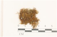 登錄號:B00002812藏品圖，第1張