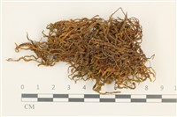 碎葉牛舌蘚藏品圖，第1張