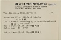 小牛舌蘚藏品圖，第2張