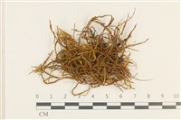 小牛舌蘚藏品圖，第1張