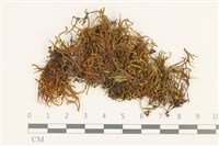 登錄號:B00002854藏品圖，第1張