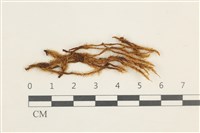 登錄號:B00002863藏品圖，第1張