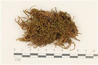 登錄號:B00002869藏品圖，第1張