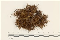 登錄號:B00002881藏品圖，第1張