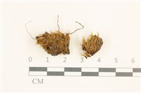 登錄號:B00002889藏品圖，第1張