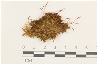 登錄號:B00002900藏品圖，第1張