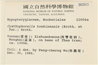 粗齒雉尾蘚藏品圖，第2張