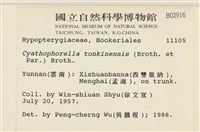 粗齒雉尾蘚藏品圖，第2張