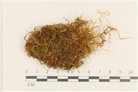 四川懸蘚藏品圖，第1張