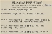 皺葉牛舌蘚藏品圖，第2張