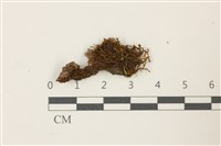 皺葉牛舌蘚藏品圖，第1張