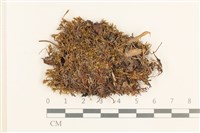 登錄號:B00003012藏品圖，第1張