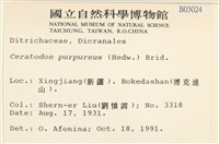 角齒蘚藏品圖，第2張