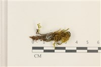 登錄號:B00003027藏品圖，第1張