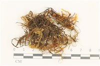 登錄號:B00003051藏品圖，第1張