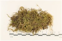 登錄號:B00003052藏品圖，第1張