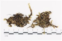 大灰氣蘚藏品圖，第1張