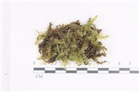 登錄號:B00003056藏品圖，第1張