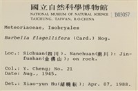鞭枝懸蘚藏品圖，第2張