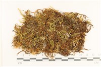 登錄號:B00003059藏品圖，第1張