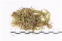 登錄號:B00003060藏品圖，第1張