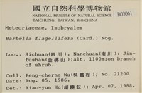 鞭枝懸蘚藏品圖，第2張