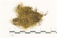 鞭枝懸蘚藏品圖，第1張