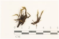 節莖曲柄蘚藏品圖，第1張