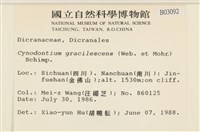 狗芽蘚藏品圖，第2張