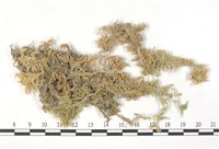 大泥炭蘚藏品圖，第3張