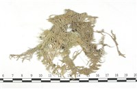 登錄號:B00003101藏品圖，第1張