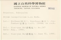 叢生真蘚藏品圖，第2張