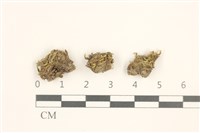 叢生真蘚藏品圖，第1張