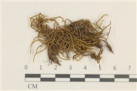 登錄號:B00003103藏品圖，第1張